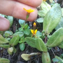 Pectis multiflosculosa