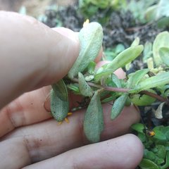 Pectis multiflosculosa