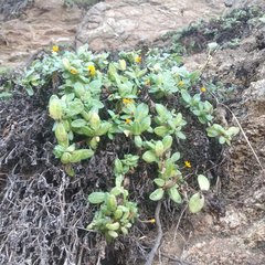 Pectis multiflosculosa