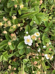 Fragaria viridis