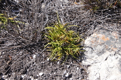 Capeobolus brevicaulis