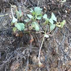 Chrysanthellum pilzii