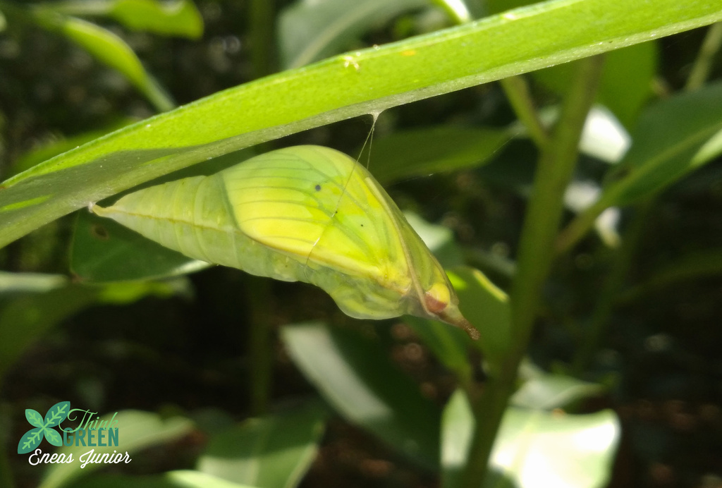 White Angled-Sulphur