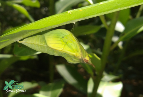 White Angled-Sulphur