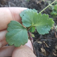 Chrysanthellum pilzii