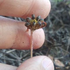 Chrysanthellum pilzii