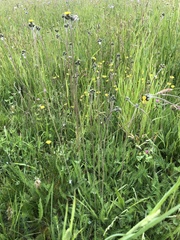 Pilosella caespitosa