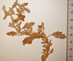 Oxybasis glauca salina