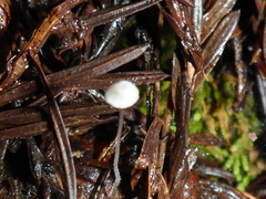 Paragymnopus sequoiae