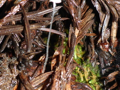 Paragymnopus sequoiae