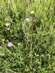 Pilosella caespitosa