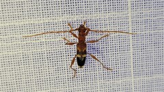 Coptocercus tricolor
