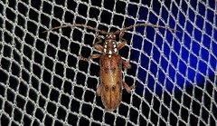 Strongylurus cretifer