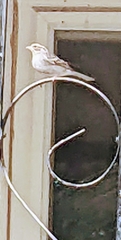 Spizella passerina image