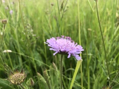 Knautia arvensis