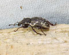 Hormorus undulatus