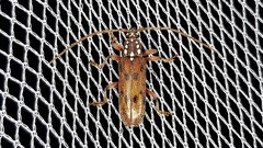 Strongylurus cretifer