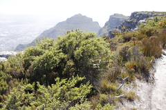 Cliffortia tridentata