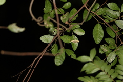 Haritalodes obliqualis