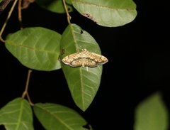 Haritalodes obliqualis