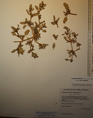 Oxybasis glauca glauca