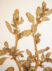 Oxybasis glauca glauca