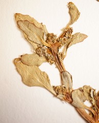 Oxybasis glauca glauca