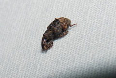 Conotrachelus elegans