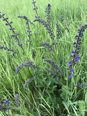 Salvia pratensis