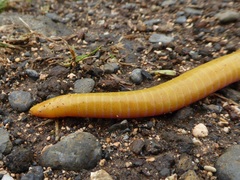 Schistometopum thomense