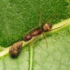 Camponotus