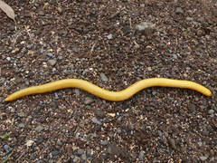 Schistometopum thomense