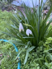 Leucojum