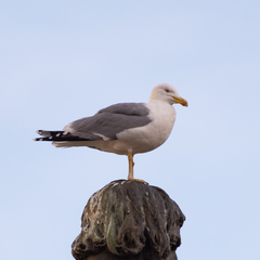 Larus michahellis
