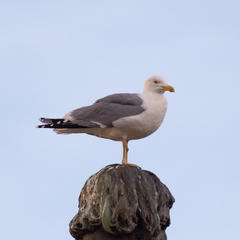 Larus michahellis