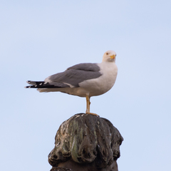 Larus michahellis
