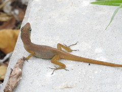 Anolis pogus