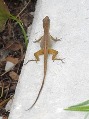 Anolis pogus