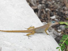 Anolis pogus