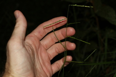 Eriochloa