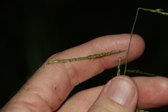 Eriochloa