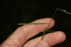 Eriochloa