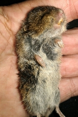 Microtus lusitanicus