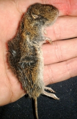 Microtus lusitanicus