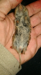 Microtus lusitanicus