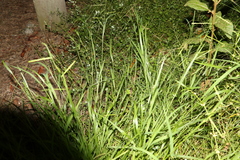 Eriochloa