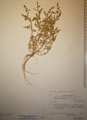 Oxybasis glauca glauca