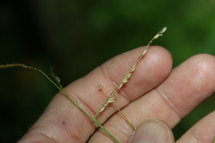 Eriochloa