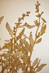 Oxybasis glauca glauca