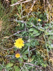 Pilosella officinarum